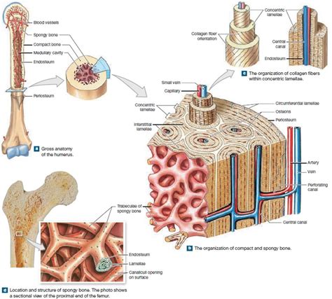 what is inside a bone figgerits|14.4: Structure of Bone .